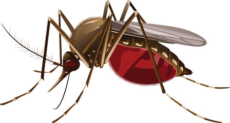 A closeup macro of a small black fly isolated on white with a mosquito sucking blood in nature