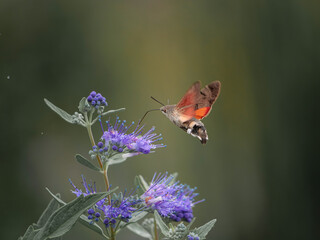 Hummingbird hawk-moth butterfly on flower