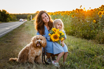 A young mother with a little daughter and a cute curly-haired dog in sunflowers field at sunset in the evening