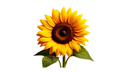 Obraz premium Vivid sunflower blooms against black, showcasing vibrant yellow petals & brown center