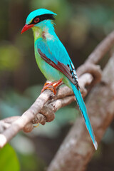 Common Green Magpie (Cissa chinensis) bird perching on branch. Bird watching in natural habitats in the forest.