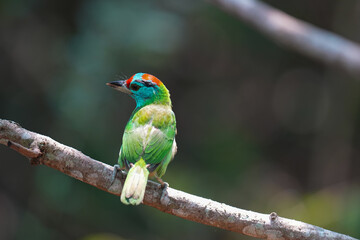 Blue-throated barbet (Megalaima asiatica) bird perching on branch. Bird watching in natural habitats in the forest.