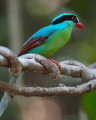Common Green Magpie (Cissa chinensis) bird perching on branch. Bird watching in natural habitats in the forest.