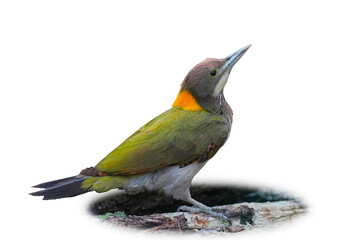 Greater Yellownape  (Chrysophlegma flavinucha ) bird  isolated on white background. This has clipping path.