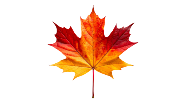 Vibrant autumn maple leaf with a mix of red, orange, and yellow colors