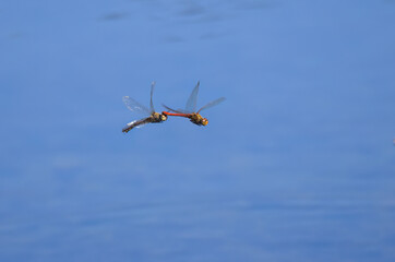 insects in flight in sunshine, Sympetrum, Crocothemis erythraea, mating flight of orange dragonflies, mating red dragonflies, red dragonflies wedged together in flight, blue background