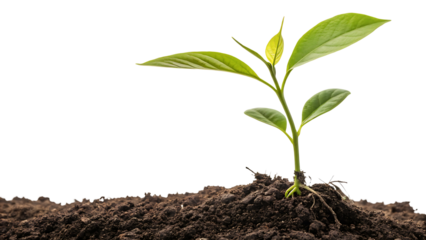 Young Plant Sprouting from Rich Soil Symbolizing Growth Hope and Environmental Awareness Against Black Background