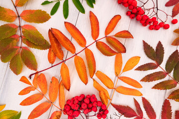 Autumn pattern with a fallen colorful leaves and red rowan berries on white wooden background, fall decoration