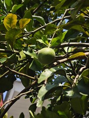 Fresh green citrus tree with healthy leaves and an unripe orange fruit growing under natural sunlight