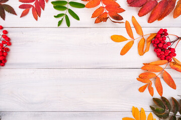 Autumn backdrop with a fallen colorful leaves and red rowan berries on white wooden background with...
