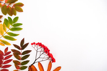 Autumn backdrop with a fallen colorful leaves and red rowan berries on white background with place...