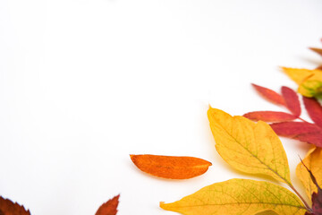Autumn backdrop with a fallen colorful leaves on white background with place for text, horizontal...
