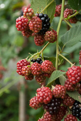 Black ripe blackberries in sunlight during harvest season. Blurred garden background. The concept of agriculture, healthy eating, organic food