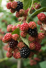 Black ripe blackberries in sunlight during harvest season. Blurred garden background. The concept of agriculture, healthy eating, organic food