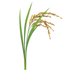 Fototapeta premium Realistic 3D vector illustration depicting a single rice plant stalk with lush green leaves and mature grains, vibrantly isolated on a crisp, plain white background.