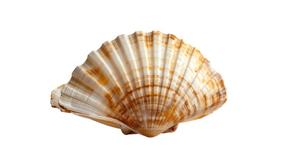 Obraz premium Detailed close-up of a scallop shell against a black backdrop