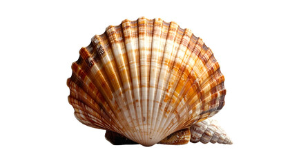 Obraz premium Detailed close-up of a scallop shell with intricate details