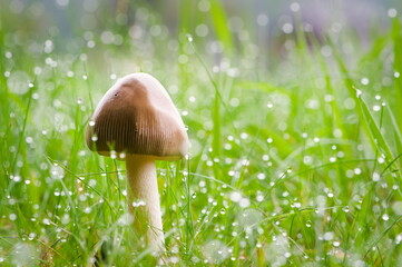 Mushroom (Fungi) — Single mushroom in grass covered with morning dew, a common species in the Czech Republic.