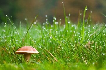 Mushroom (Fungi) — Single mushroom in grass covered with morning dew, a common species in the Czech Republic.