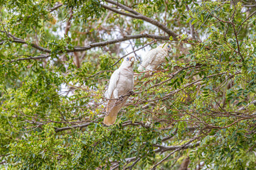 Western corella (Cacatua pastinator)  aka western long-billed corella, a species of white cockatoo at Mandurah near Perth in the SW Region of Western Australia WA