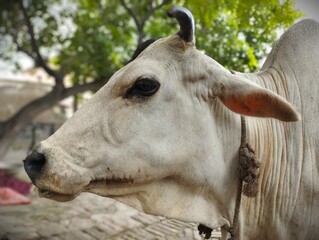 Serene Profile Portrait of a White Zebu