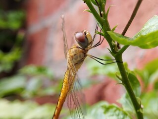 Dragonfly Eye-Level on a Plant Stem