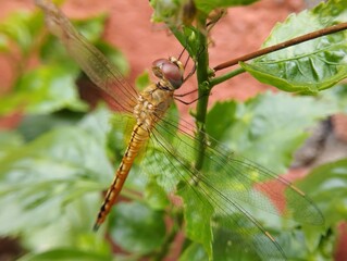 Golden Dragonfly Resting on Lush Greenery