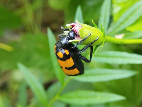 Vibrant Orange Blister Beetle on a Flower Bud