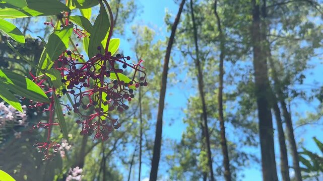 Sunlight Through Forest Trees Over Berries and Green Leaves