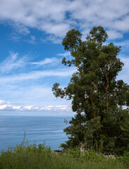 Obraz premium Calm sea view framed by coastal trees and branches