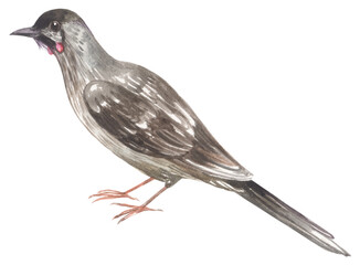 Red wattlebird Australian native bird. Watercolor hand drawing painted illustration.