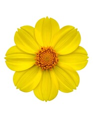 Vibrant yellow flower close-up