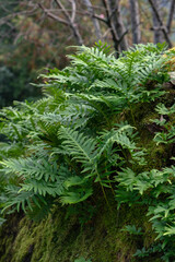 Polypodium cambricum, southern polypody, limestone polypody, or Welsh polypody, (species of fern) growing i