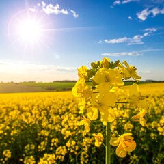 Vibrant yellow flower field under a sunny sky
