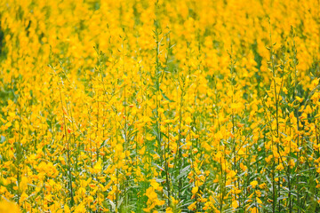 field of yellow flowers