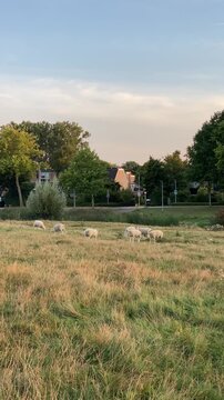 Sheep and rams walk in the field in the evening at sunset vertical video
