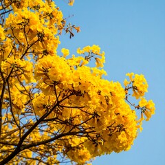 Vibrant yellow flowers against a clear sky