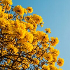 Vibrant yellow flowers against a clear blue sky