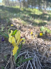  Wild yellow iris blooming in the forest