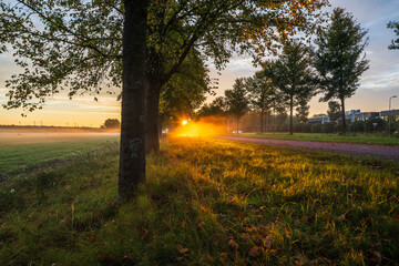 Golden Hour Tranquility Along a Tree-Lined Pathway