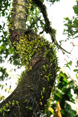 Fototapeta premium Tree trunk densely covered with tiny plants