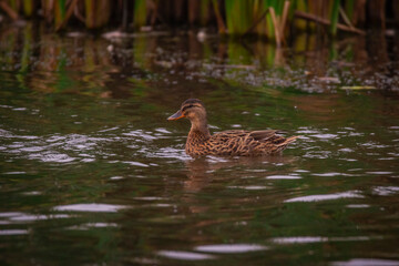 Wild Duck Swimming Alone In Swamp In Wild