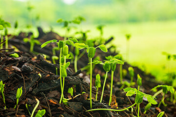 Light green seedlings are sprouting in the soil close up,Small sprouts in the soil in a container with sunshine closeup. Little seedlings plant
