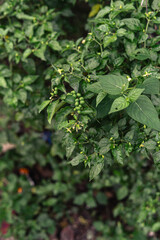 Green Nightshade Plant with Berries and Flowers