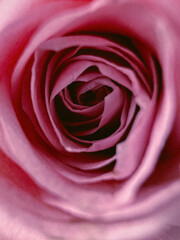 pink rose close up
