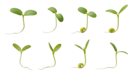Eight young plant seedlings showing root and stem development isolated on white background