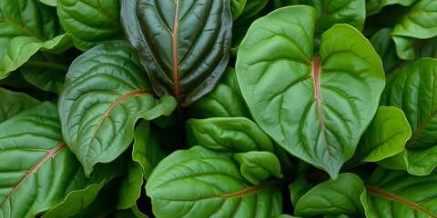 Dark green spinach leaves, vibrant texture, natural background, diet, macro