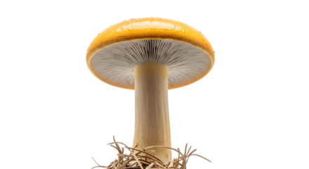 Illustration of yellow mushroom with gills and roots isolated on transparent background