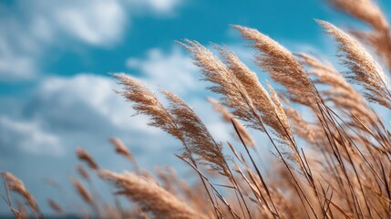 Obraz premium Windblown pampas grass against blue sky