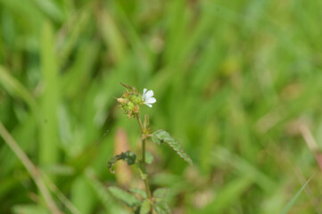 Wild small purple flowers blooming in green meadow field, close up macro view of natural flora in countryside environment, fresh outdoor nature background for botany, ecology and spring concept design